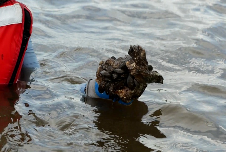 Gloved hand holding oysters and mussels above water, person in red life jacket in background.